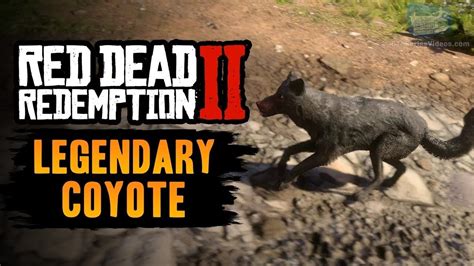 Legendary Coyote|Red Dead Redemption 2 - YouTube