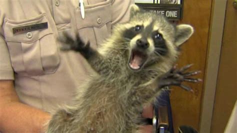 Rabid raccoon chased person, 'grabbed them by shoe' in Henrico, police say