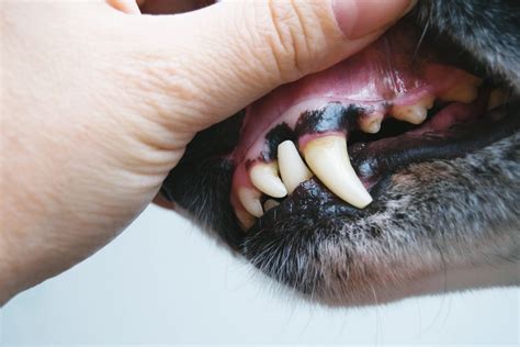 What Do Healthy Dog Gums Look Like? - PuppyLists