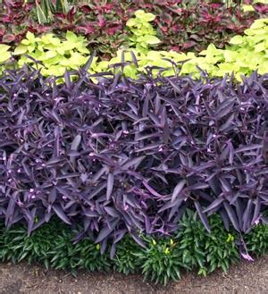 Purple Heart Plant Care Australia : Wandering Dude Weed Identification ...