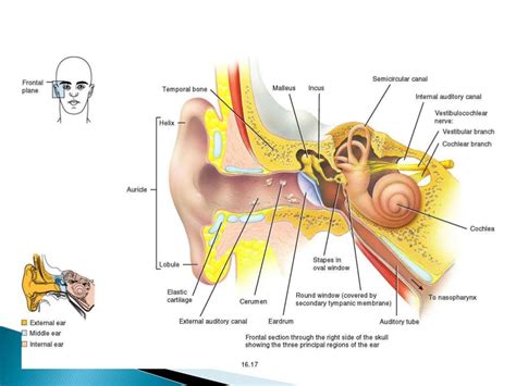 Anatomy of middle ear