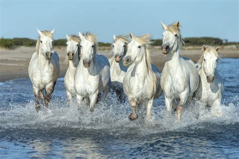 Camargue Horse Breed Profile: History, Characteristics, and Care - Helpful Horse Hints