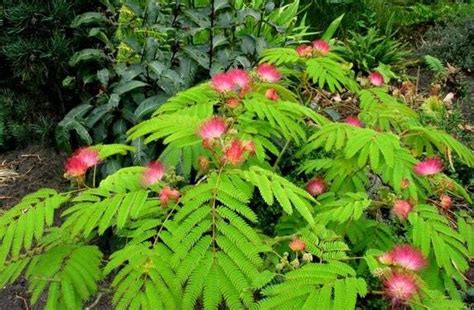 Flowers - Congo Basin Rainforest