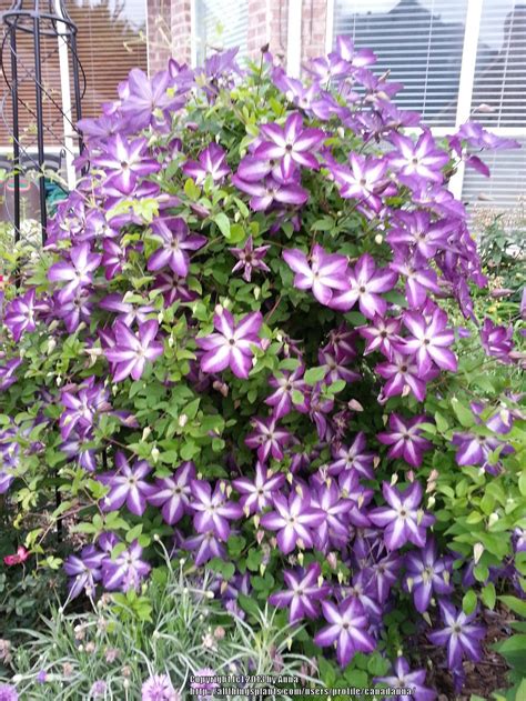 Photo of the entire plant of Clematis (Clematis viticella 'Venosa Violacea') posted by canadanna ...