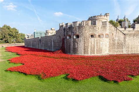 Tower Of London Poppy Flowers | Best Flower Site