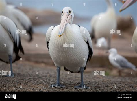 Baby pelican bird hi-res stock photography and images - Alamy