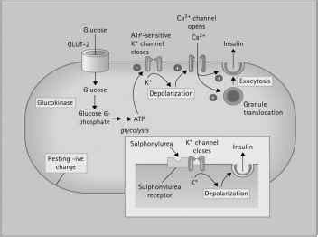 How do sulfonylureas act - Pathophysiology of Diabetes - Diabetes Aid