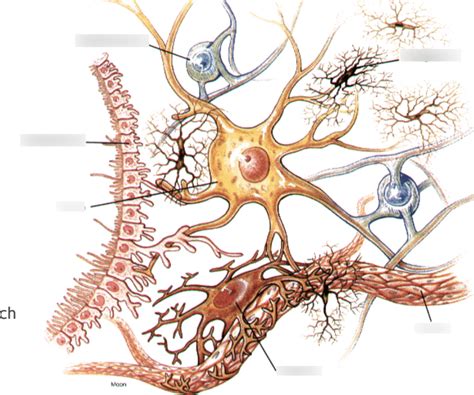 Diagram of neurolemma Diagram | Quizlet