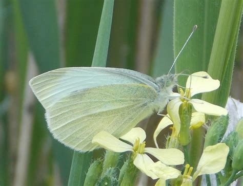 Palearctic Butterflies - Pieridae - BRITISH NATURE GUIDE