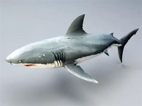 Great White Shark Free 3d Model - .Fbx - Open3dModel 36578