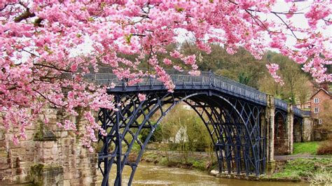 Best Monitor For Viewing Photos : Pink Blossom Flowers And Bridge Above ...