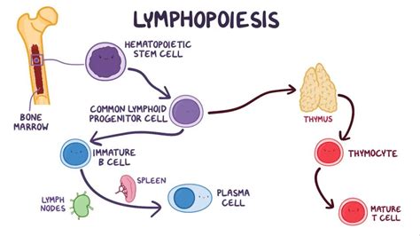 T-cell development: Video, Anatomy & Definition | Osmosis