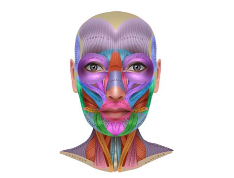 Face Yoga Benefits - Luminous Face Yoga