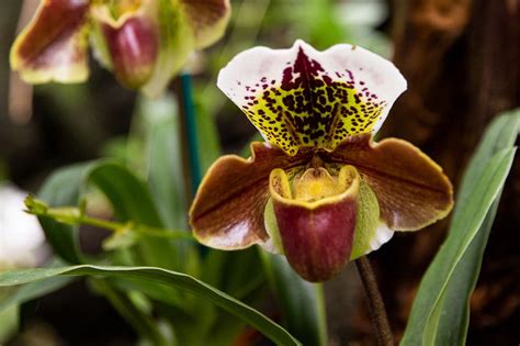 Lady's Slipper Orchids: Plant Care & Growing Guide