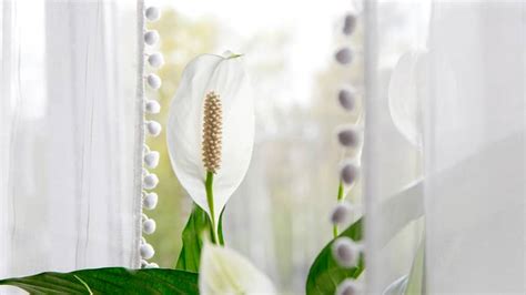 10 Benefits Of Having A Peace Lily In Your Home | Lawn.com.au