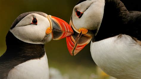 Download Close-up Baby Animal Kiss Colorful Bird Animal Puffin HD Wallpaper