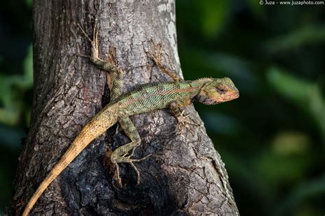 Calotes versicolor | JuzaPhoto