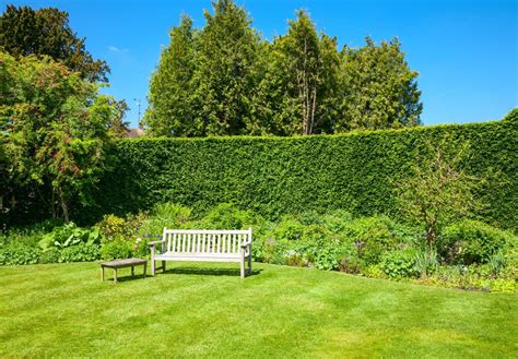 14 Types of Hedges With Thorns & Flowers | Horticulture.co.uk