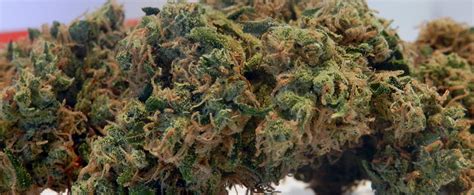 Jack Frost Weed Strain Review and Information