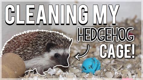 Cleaning My HEDGEHOG CAGE! + Cage Tour | Hedgehog Care - YouTube