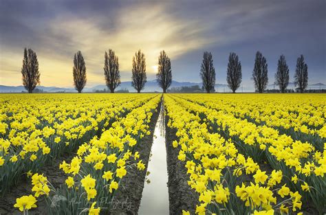 Skagit Valley Daffodil Fields, Washington Sunrise over the Skagit Valley Tulip Fields ...