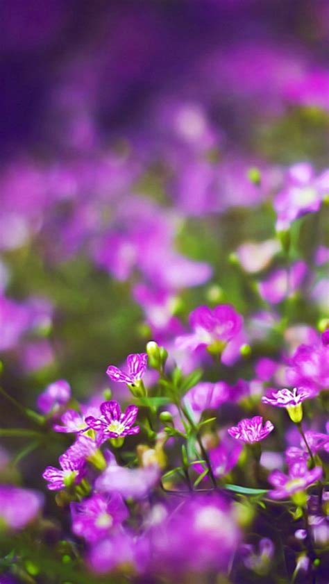 Beautiful Purple Flower Field Blur Bokeh iPhone Wallpapers Free Download