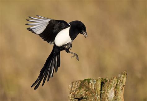 magpie symbolic meanings | Magpie image, Magpie art, Magpie tattoo