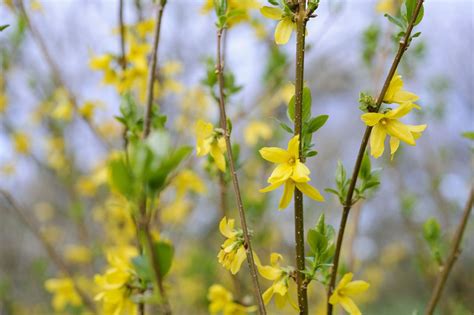 Forsythia x intermedia 'Spectabilis' | Plants, Forsythia, Yellow flowering shrub