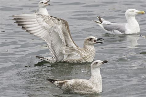 Birding Copenhagen: Caspian Gull juvenile