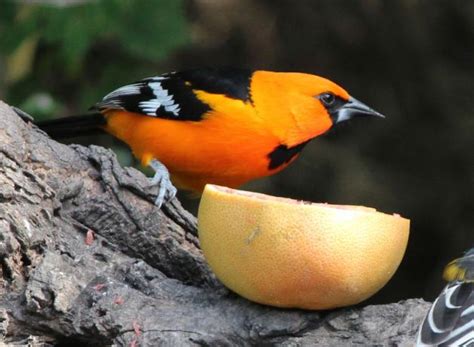 Altamira Oriole | BirdNote