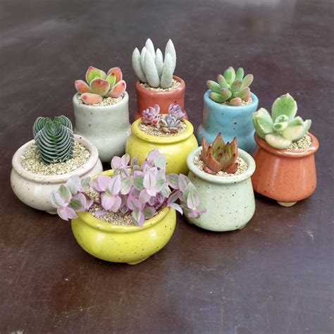 Handmade Mini Clay Pots for Succulents - Sunnyplants.com