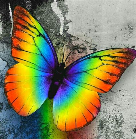 Mariposa del arco iris Rainbow Wallpaper, Butterfly Wallpaper, Cute ...