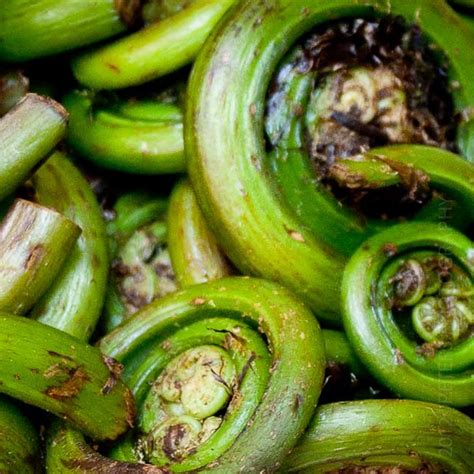 Edible Fiddlehead Fern | Food, Edible, Vegetables