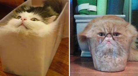 These 15 Hilarious Images Of Cats That Prove They Are Made Of Liquid. | Cats, Cute animal memes ...