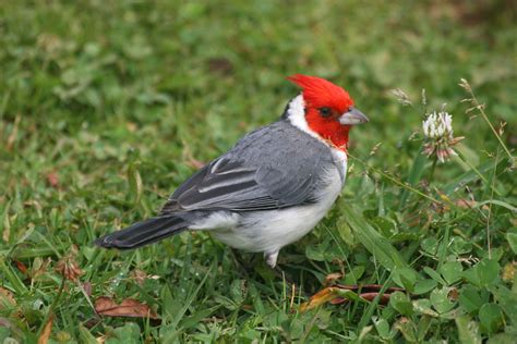 Avise's Birds of the World