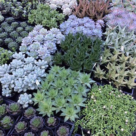 Buy succulent plants online at Gardener's Treasures. The largest Australian plant and garden ...