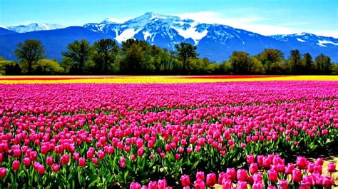 Tulip Field Wallpapers - Top Free Tulip Field Backgrounds - WallpaperAccess