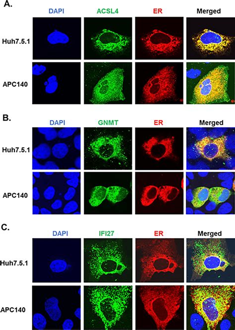 Confocal microscopy. Subcellular localization was determined by ...