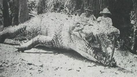 Gustave Crocodile Primeval