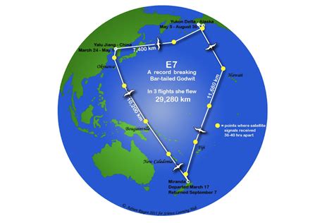 Flight of the godwit — Science Learning Hub