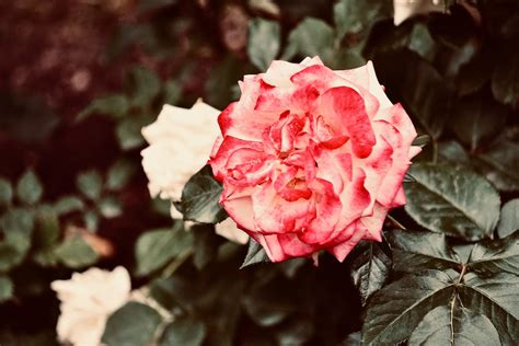 A Close-Up Shot of a Pink Rose · Free Stock Photo