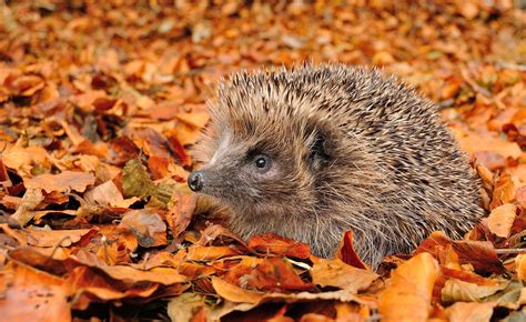 Beautiful Hedgehog in trhe Autumn Leaves | Animals, Cool pets, Animals beautiful