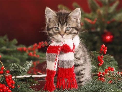 Merry Christmas, Cat! | Christmas cats, Christmas kitten, Christmas animals