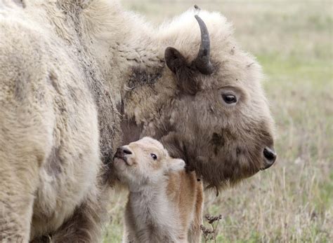 White Wolf : A Rare White Bison Was Born Into A Herd Belonging To The Sioux Valley Dakota Nation