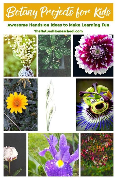 Botany Projects for Kids - Awesome Hands-on Learning Ideas - The ...