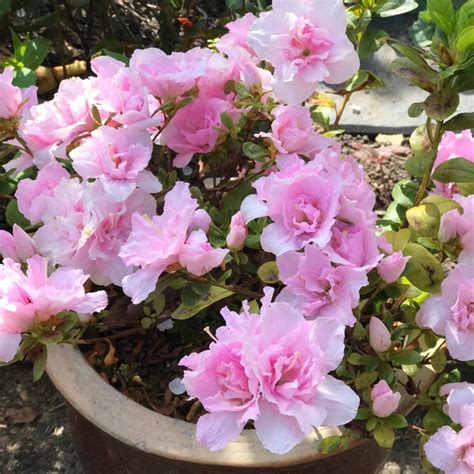 Rhododendron (Azalea Varieties), Azalea - uploaded by @pixierose