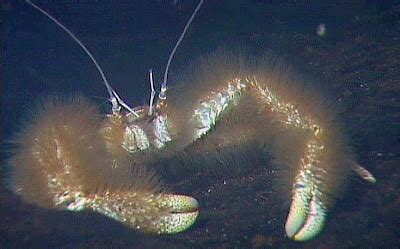 Species New to Science: [Crustacea • 2005] Family Kiwaidae | Kiwa hirsuta | Yeti Crab • A new ...