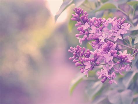 Lilac Wallpapers - Wallpaper Cave