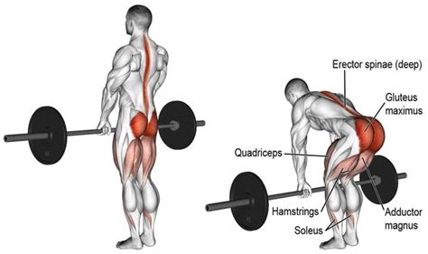 Deadlift Form 101: How to Lift More Weight Safely – Fitness Volt