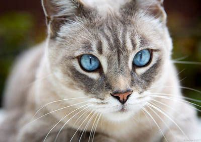 Top 6 albino cat with red eyes en iyi 2022